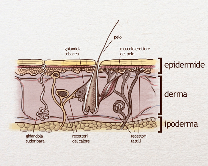 Struttura dei capelli